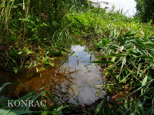 水辺保全活動が行われている生田緑地の水辺